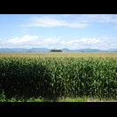 Die Vogesen begrenzen das Rheintal auf der westlichen Seite